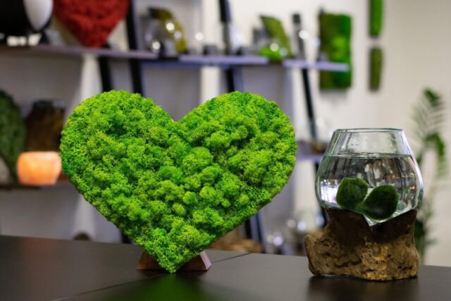 Valentýn se nezadržitelně blíží. 💚🥰  Pořiďte u nás mechový obraz nebo třeba řasokoulový set s dózou na kořenu, kterým zaručeně potěšíte. 💚  Vše navíc zvládneme dárkově zabalit 🎁🥳.  Kompletní nabídku najdete na e-shopu, nebo si můžete přijít vybrat do našeho hradeckého krámku MECHOVÁ DÍLNA na Třídě E. Beneše 1531.