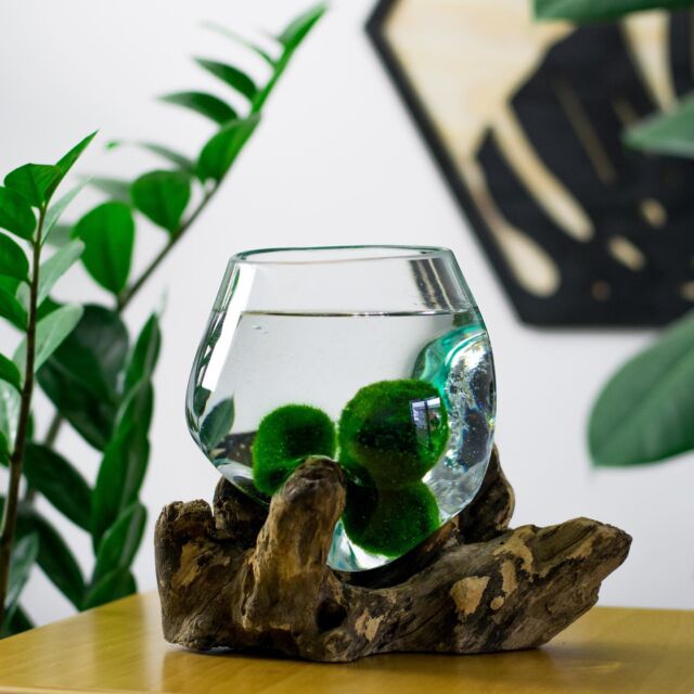 SLEVA 20% na Set - střední kořen 🤩  Celá naše zásoba malých dóz na kořenech je beznadějně vyprodaná. 😫
Proto jsme se rozhodli dát na jejich většího bráchu s více řasokoulemi slevu 20% 🥳🥳🥳  Stačí na pokladně zadat kód “KOREN” a sleva se ihned načte.  Ale pozor! Akce skončí, jakmile naskladníme novou várku malých dóz na kořenech.